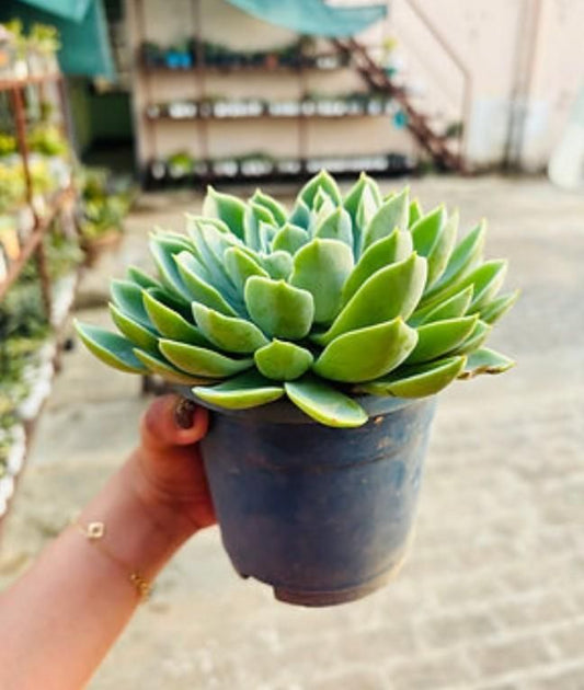 Lakshmi Kamal Vastu Plant